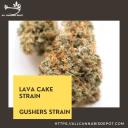 lava cake strain | gushers strain logo
